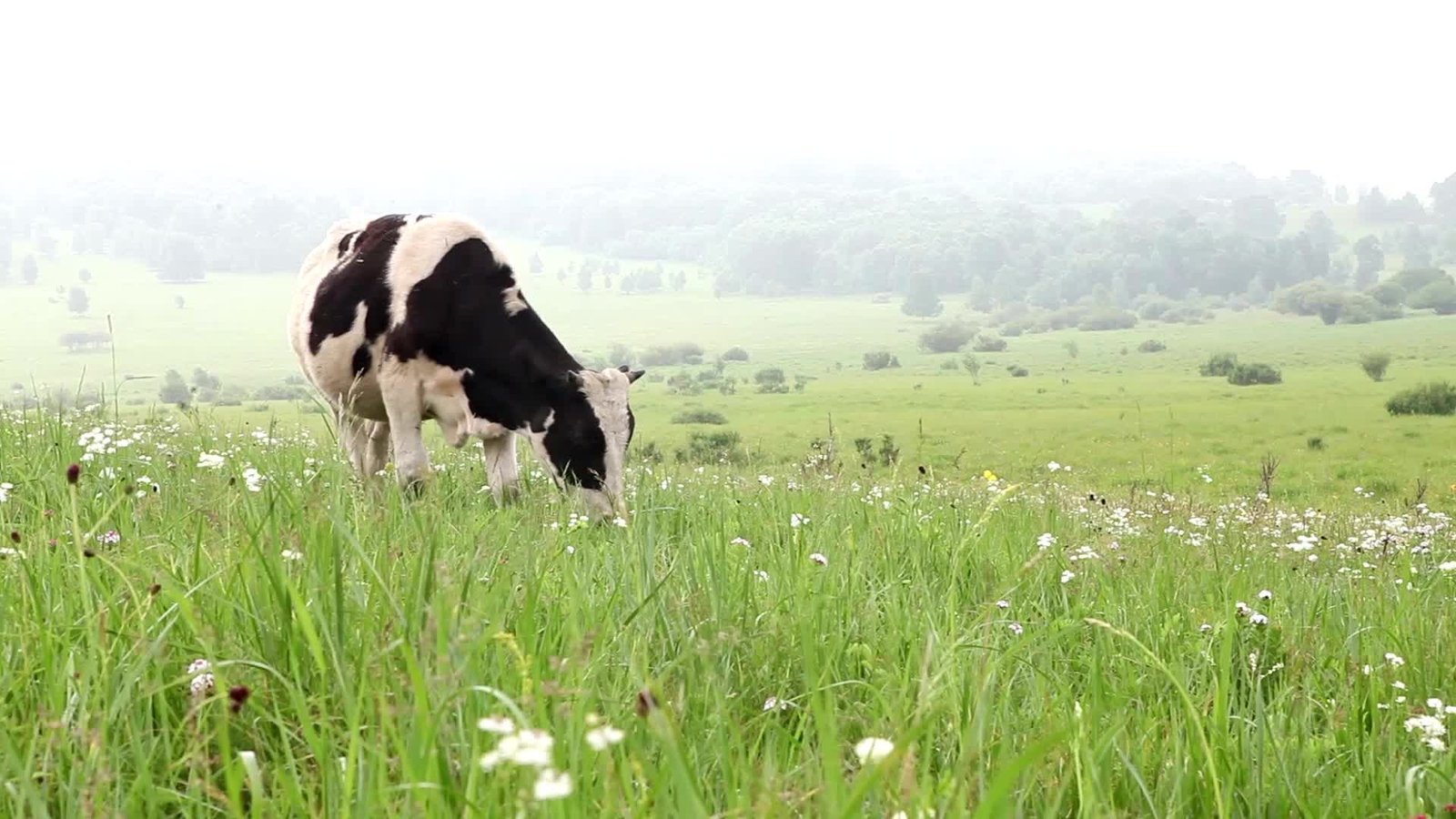 Dairy Products